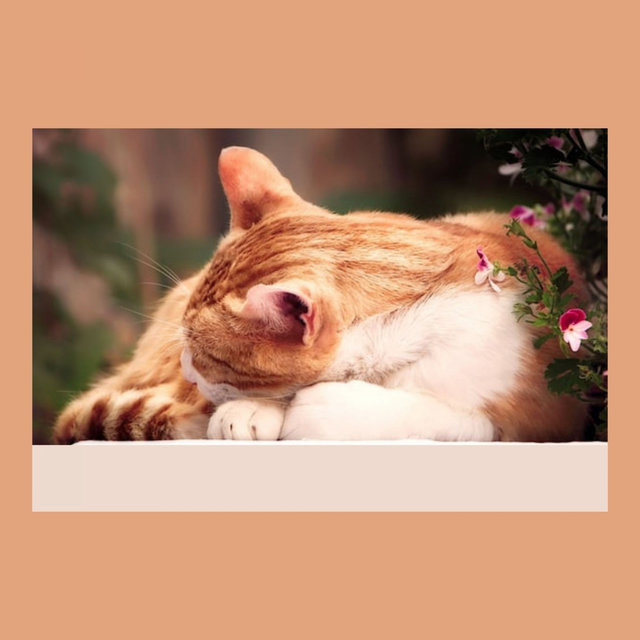 Quartet Jazz - Bgm for Kitty Cats