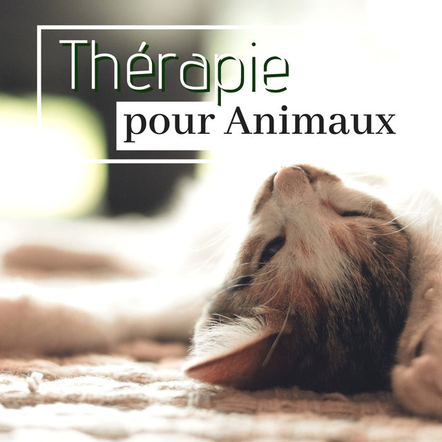 Thérapie pour Animaux - Calme et endort chatons et chiots agités