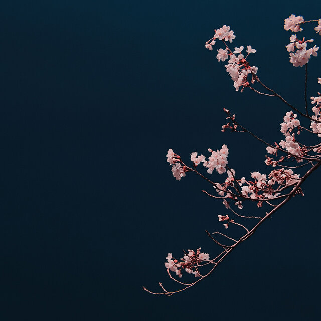 Buds