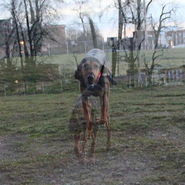 BOONE