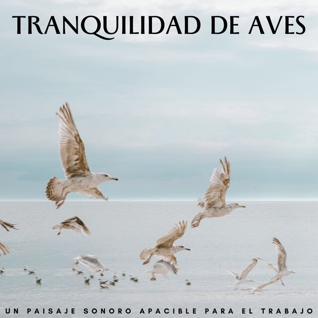 Tranquilidad De Aves: Un Paisaje Sonoro Apacible Para El Trabajo
