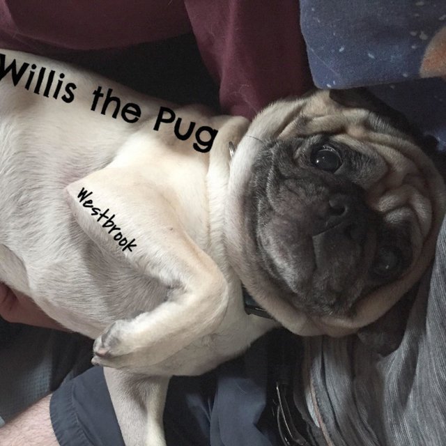 Willis the Pug