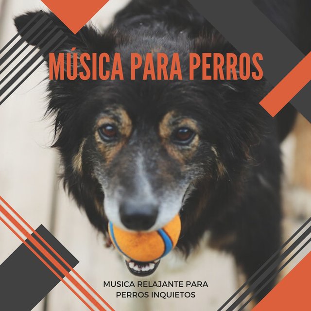 Música para Perros – Musica Relajante Para Perros Inquietos