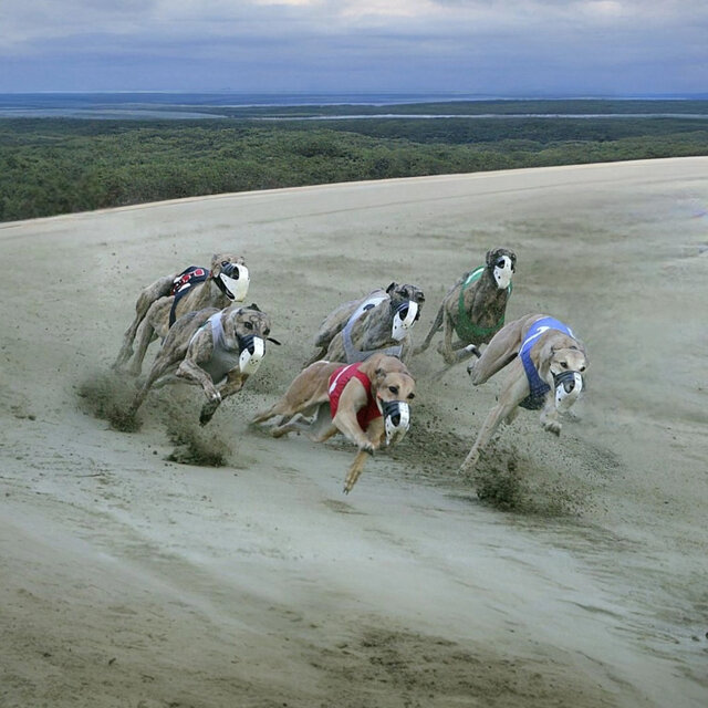 American Dogs