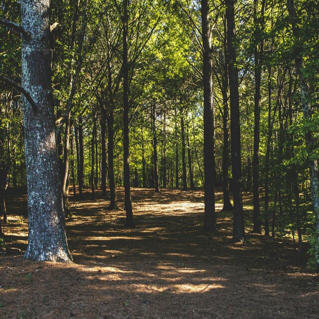 Still Forest Light