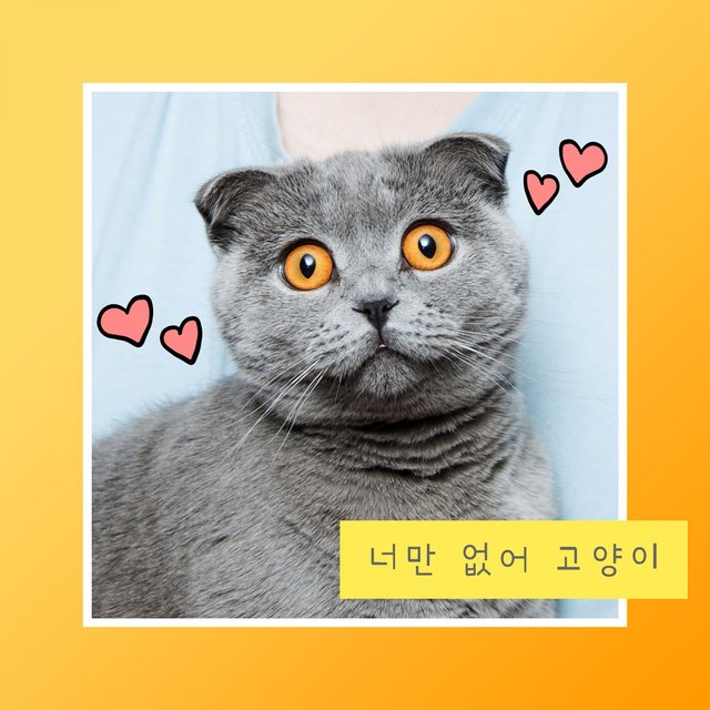 너만 없어 고양이