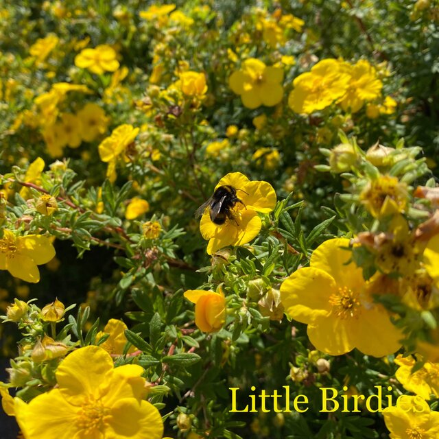 Little Birdies