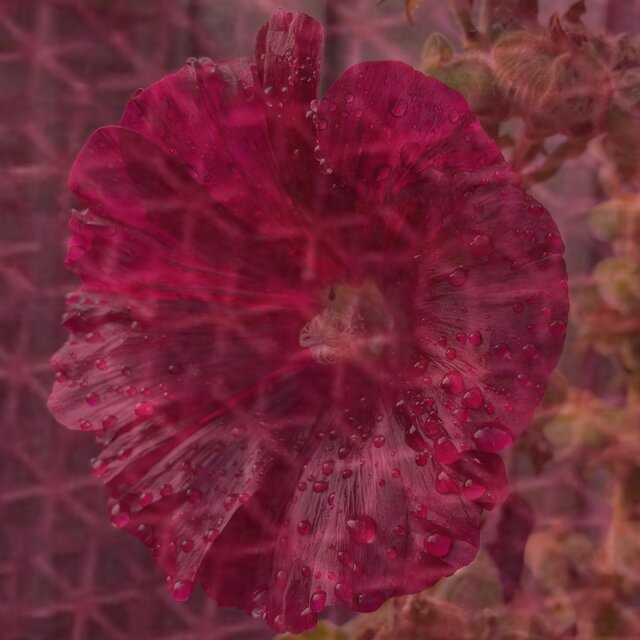 Weather-beaten