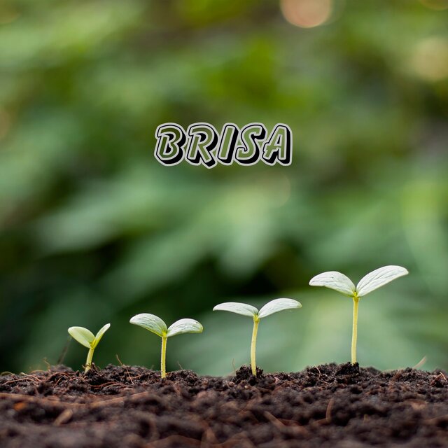 Brisa