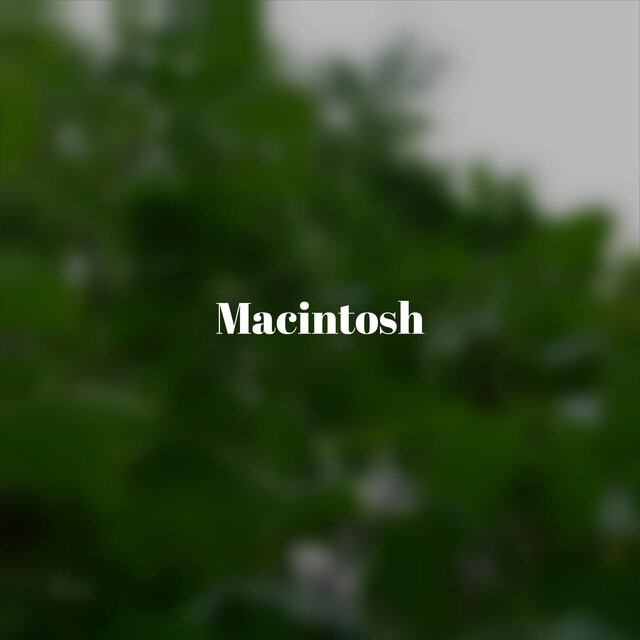 Macintosh