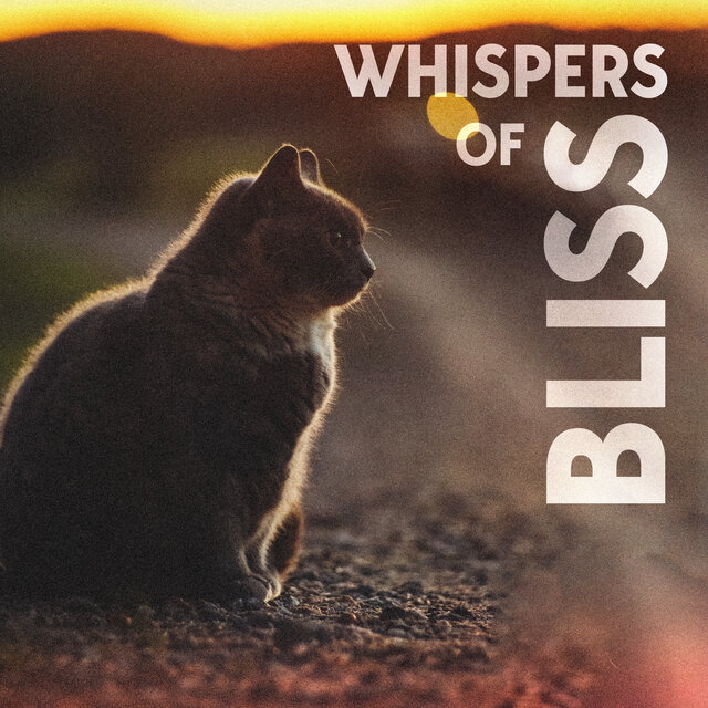 Whispers of Bliss: ASMR Cats' Soothing Slumber