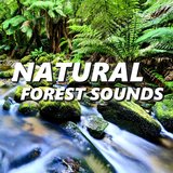 Spontaneous Forest Sounds