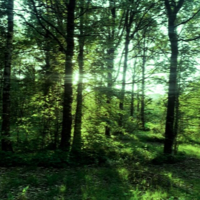 Forest Noise