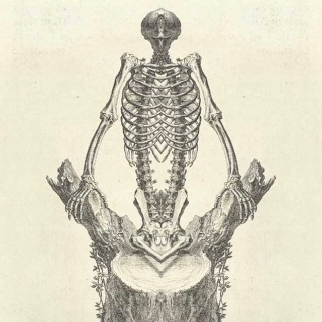 More Than a Skeleton