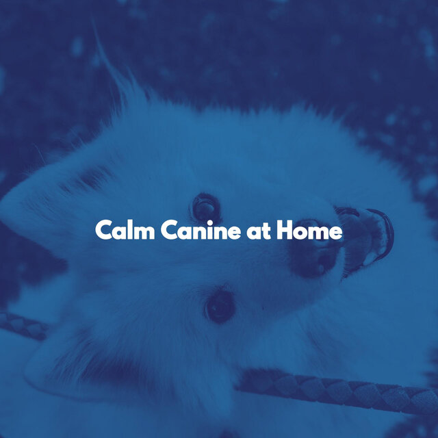 Calm Canine at Home