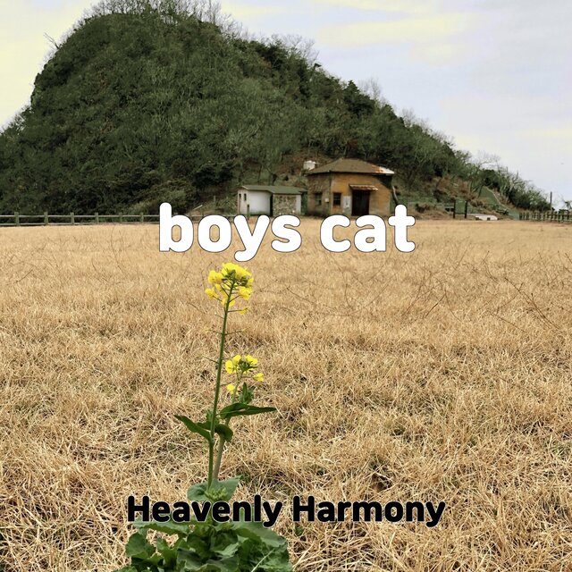 boys cat