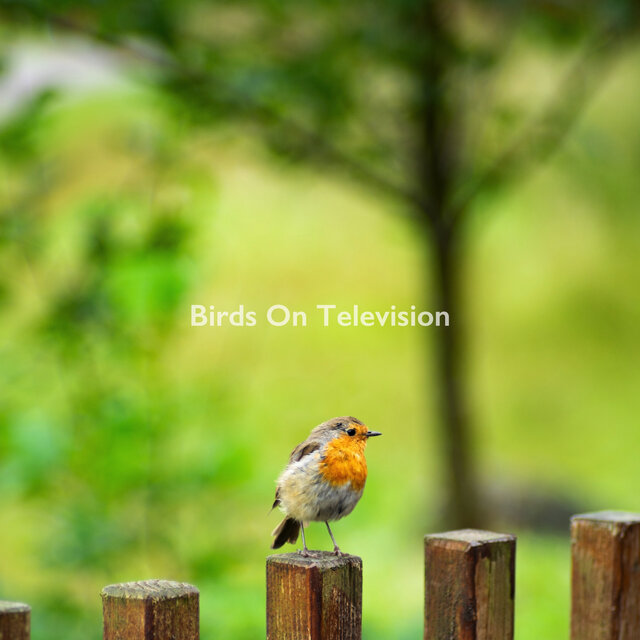 Birds Sounds 1