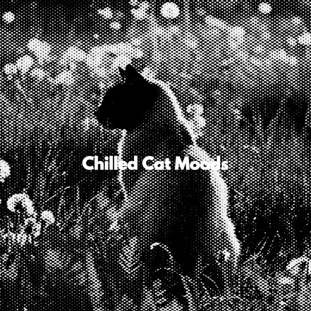 Chilled Cat Moods