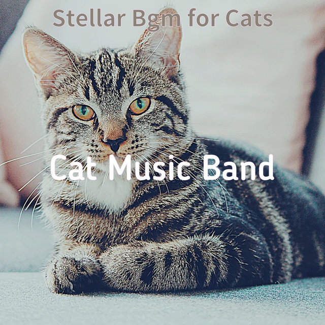Stellar Bgm for Cats
