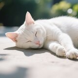 Gentle Sounds Cat Peacefulness