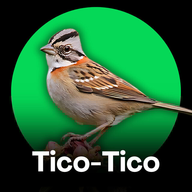 Tico-Tico - Cantos Fibra (Treinamento)