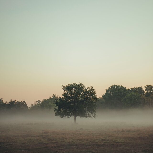 Niebla