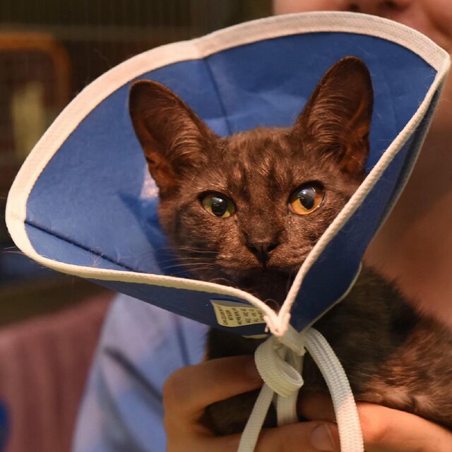 Cone of Shame