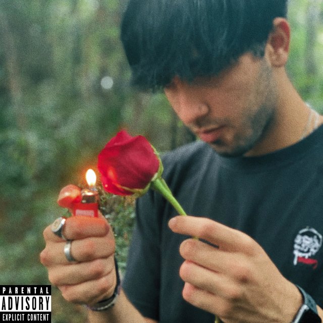 red roses