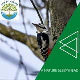 Ambient Thunder and Rain Music
