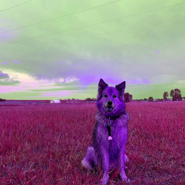 Majestic Guitar Jazz - Background for Doggy Day