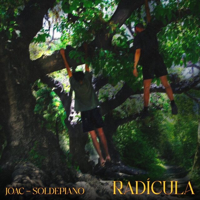 Radícula