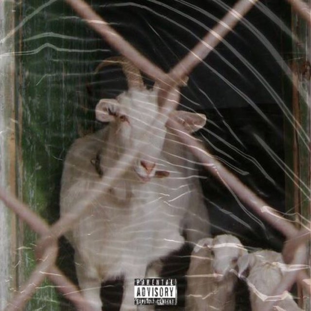 AFRICAN GOAT