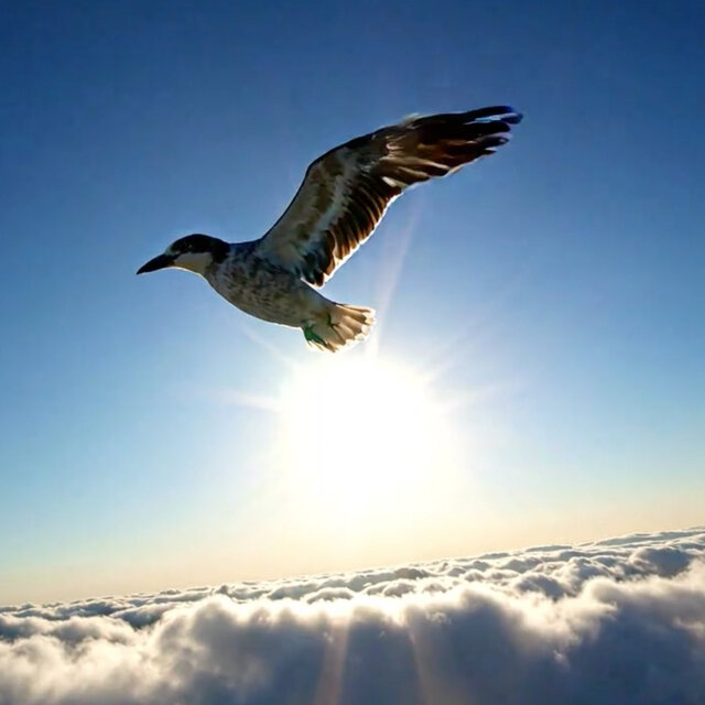 Blue Skies