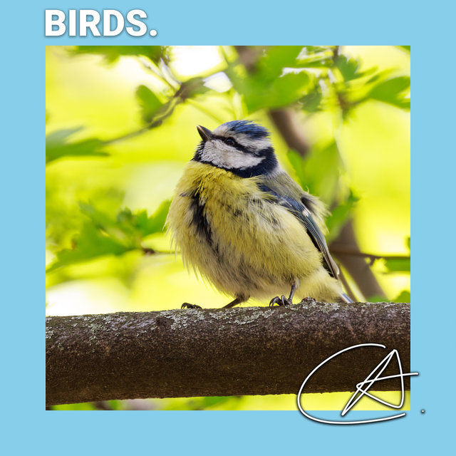 Bird Sounds to Help You Relax