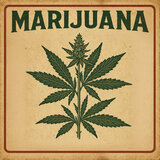 Marijuana
