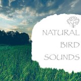 Nature Sounds - Ambient Atmosphere
