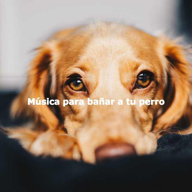 Música para bañar a tu perro
