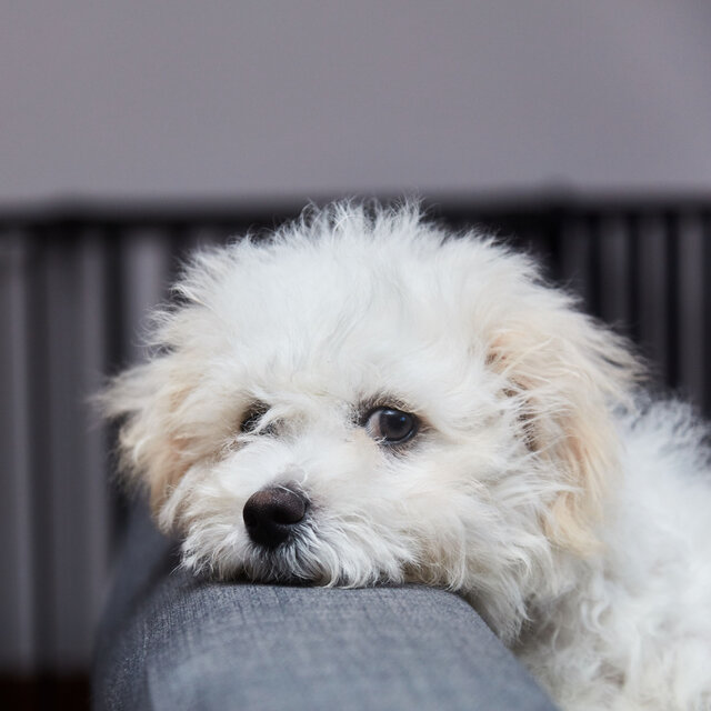 Serene Dog Paws: White Noise Chill Sound for Calm and Contentment