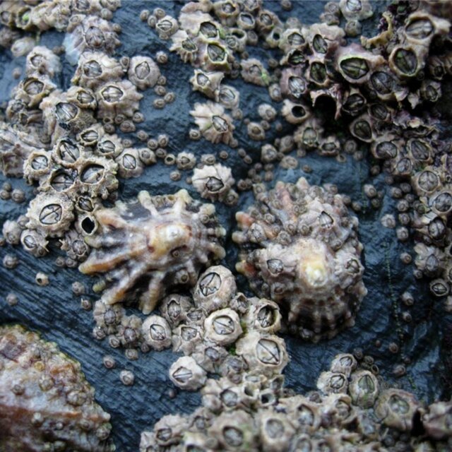 Barnacles (feat. OT$ Guapo)