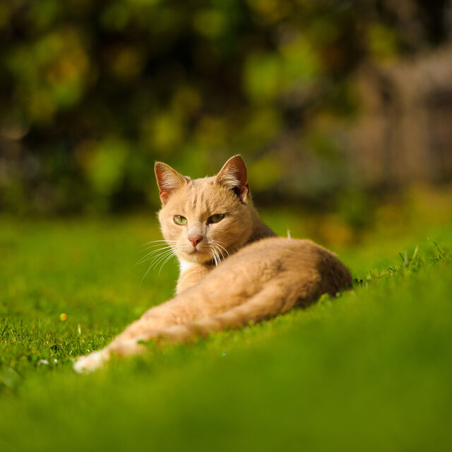 Purrfect Nature Trails: Binaural Bliss for Cats Serenity