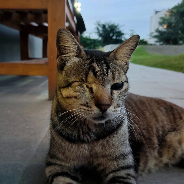 Kucing Bos
