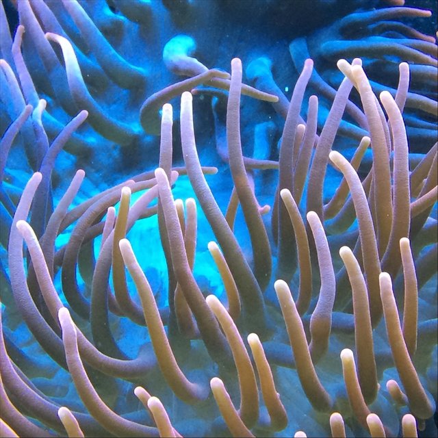 Nautilus
