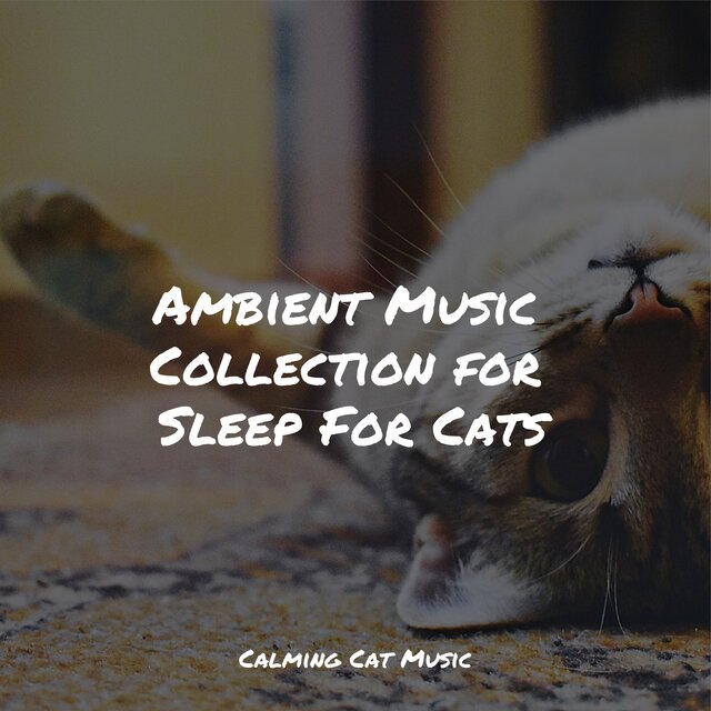 Ambient Music Collection for Sleep For Cats