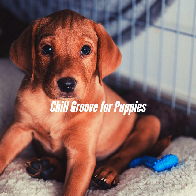 Chill Groove for Puppies