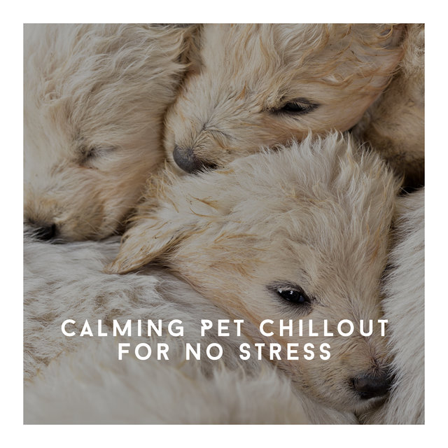 Calming Pet Chillout For No Stress