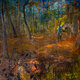 Cover art for album Thus Spoke the Fool by Pony Bradshaw