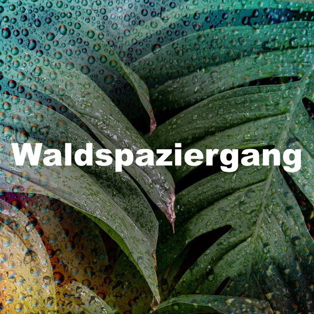 Waldspaziergang