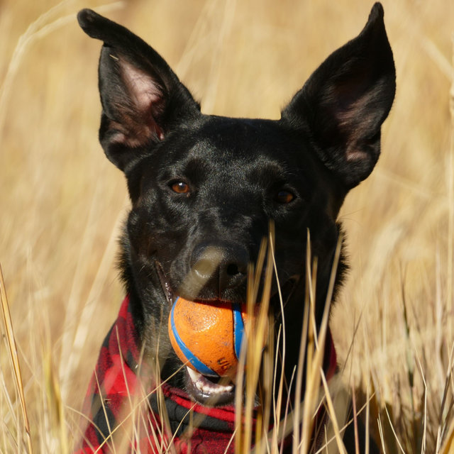 Opulent Background Music for Calming Your Puppy