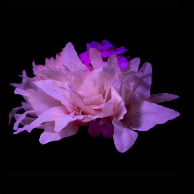 Bloom