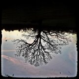 Fever Tree (demo)